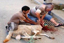 حالتا وفاة ومئات الجرحى خلال عمليات نحر و سلخ الأضاحي