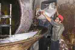 تراجع كبير في إنتاج الزيتون بمنطقة القبائل