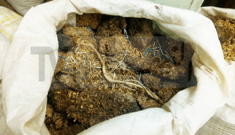 موالون يكشفون شعيرا ممزوجا بالأوساخ و التراب في مخزن قصر الشلالة بتيارت