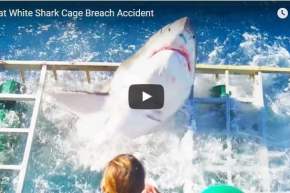 بالفيديو.. قرش يهاجم غواصا داخل قفصه