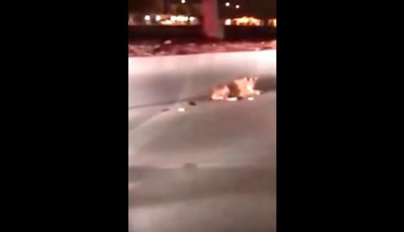 بالفيديو.. جلوس أسد بالقرب من جامعة