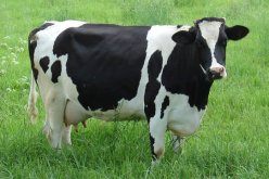 بالفيديو .. بقرة مكتئبة تنتحر برمي نفسها من سطح بناية