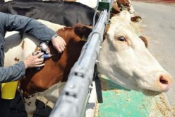 شرطة صبرة تفكك شبكة لتهريب أدوية الحيوانات إلى المغرب في تلمسان