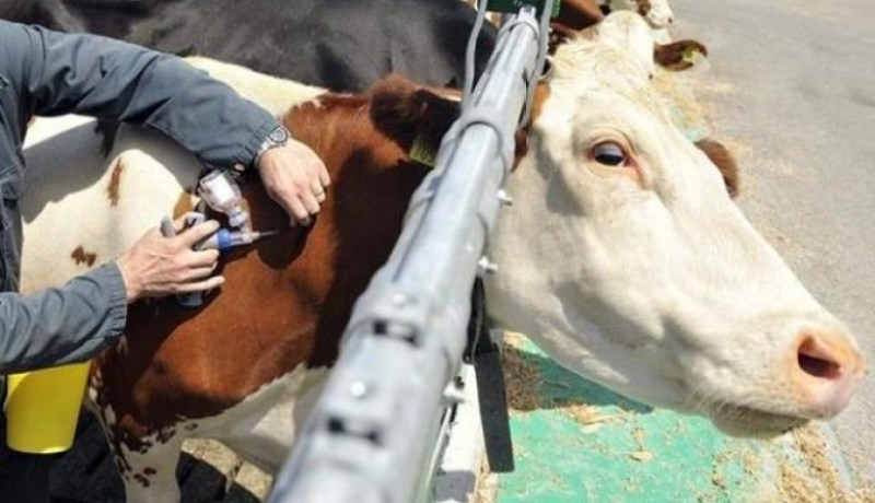 شرطة صبرة تفكك شبكة لتهريب أدوية الحيوانات إلى المغرب في تلمسان