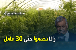 الوادي/ مزارع خاصة..نماذج ناجحة في خدمة الأرض و بمجهودات خاصة