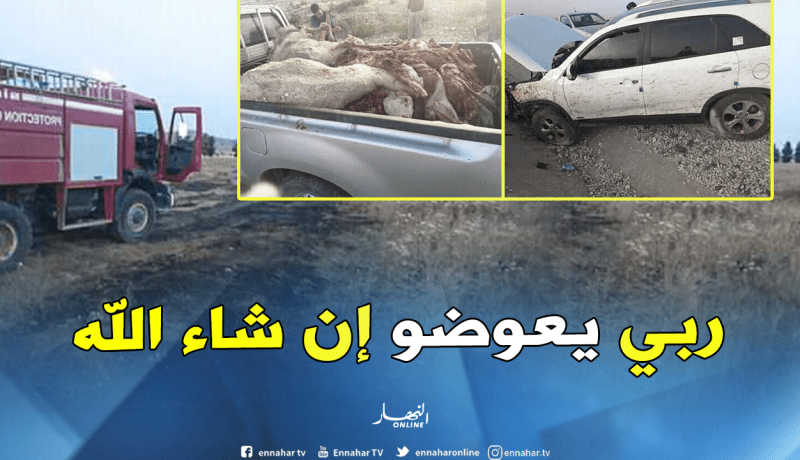 بالصور..نفوق 16 رأس ماشية بتبسة إثر حادث سير