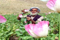 انطلاق اشغال مؤتمر مكافحة الاتجار بالمخدرات القادمة من افغانستان في النمسا