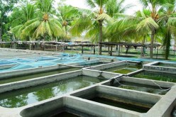 إتفاقية جزائرية-كورية لتطوير تربية المائيات بالجزائر