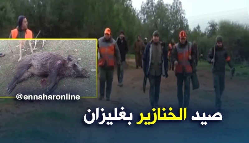 غليزان: حملة واسعة لصيد الخنازير البرية بغابات زمورة