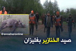 إنطلاق حملة صيد الخنازير البرية بغليزان