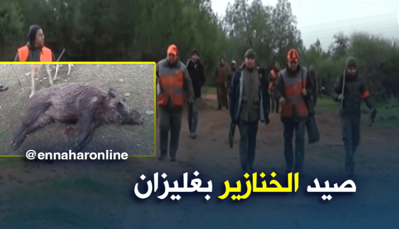 إنطلاق حملة صيد الخنازير البرية بغليزان