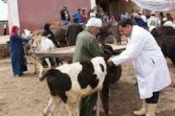 البياطرة “يغرقون” أمام التوافد الكثيف للموالين