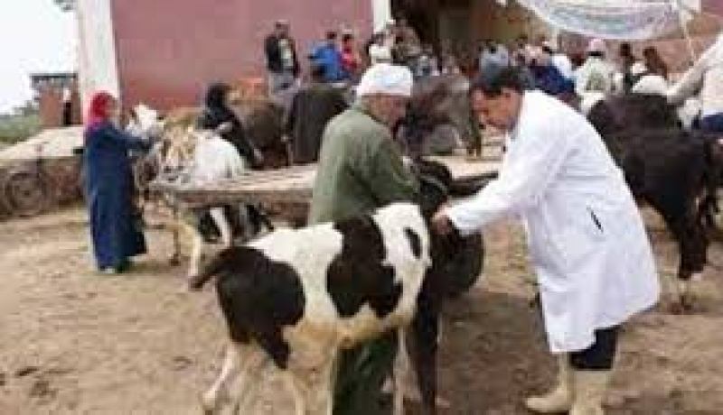 البياطرة “يغرقون” أمام التوافد الكثيف للموالين