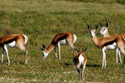 قطيع غزلان يتسبب في تأخير كبير للرحلات بمطار رئيسي في اليابان