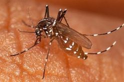 80 بالمائة من الامراض التي تصيبنا سببها الحشرات