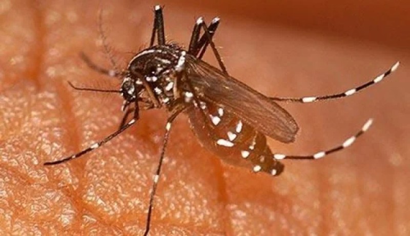 80 بالمائة من الامراض التي تصيبنا سببها الحشرات