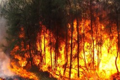 الحرائق تتلف 1519 هكتار من النسيج الغابي خلال يومين