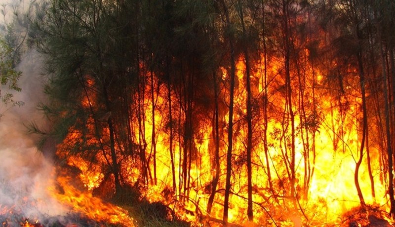 الحرائق تتلف 1519 هكتار من النسيج الغابي خلال يومين