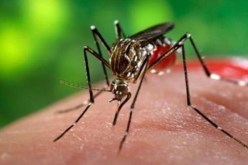 الولايات المتحدة تسجل 6 إصابات مؤكدة بفيروس زيكا