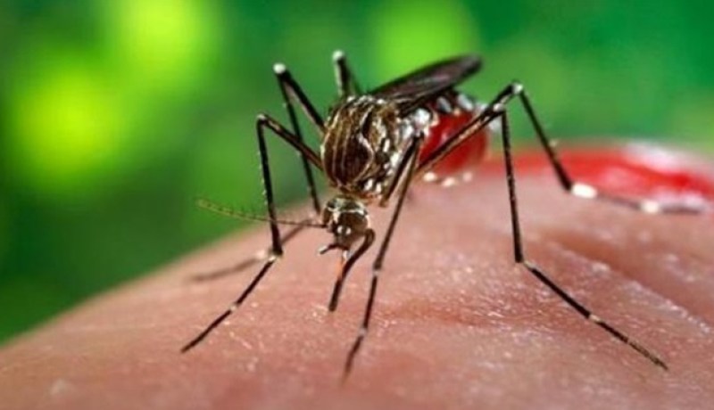 الولايات المتحدة تسجل 6 إصابات مؤكدة بفيروس زيكا