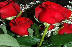 استنشاق عبير الورد يقوى الذاكرة البشرية