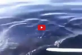 بالفيديو جزائريون يخاطرون بحياتهم لإصطياد سمكة قرش