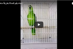 بالفيديو.. ببغاء يقيم الصلاة بطريقة أدهشت الناس