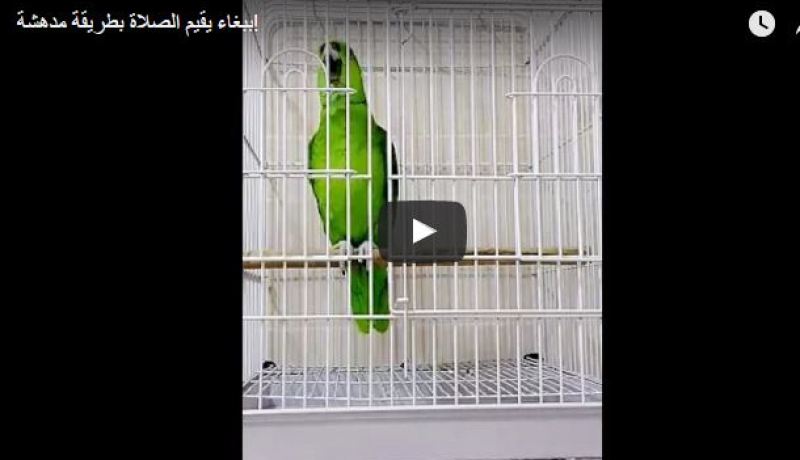 بالفيديو.. ببغاء يقيم الصلاة بطريقة أدهشت الناس