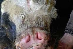 بالصورة ولادة عجل له أنفين وثلاثة عيون بلبنان