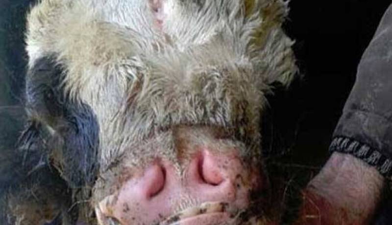 بالصورة ولادة عجل له أنفين وثلاثة عيون بلبنان