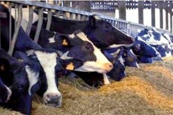 استقرار في انتشار داء الحمى القلاعية عبر ولاية بومرداس