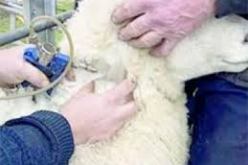 تسخير 100 طبيب بيطري لحملة التلقيح الوقائية ضد الحمى القلاعية بقسنطينة