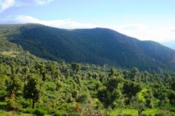 المدير العام للغابات: “نطمح لبلوغ مساحة 5 ملايين هكتار من الثروة الغابية”