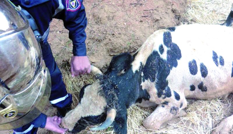 إنقاذ بقرة بعد سقوطها في واد فريطيصة بالجلفة