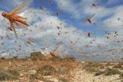 يوم تكويني بالبيض حول الآليات الناجعة لمكافحة الجراد الصحراوي