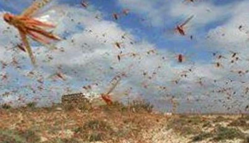 يوم تكويني بالبيض حول الآليات الناجعة لمكافحة الجراد الصحراوي