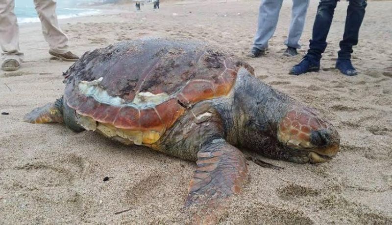 جنوح سلحفاة عملاقة إلى شاطئ واد القصب بسكيكدة
