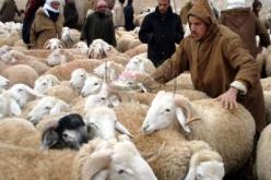 تفكيك شبكة مختصة في سرقة المواشي واسترجاع 33 رأس غنم بسوق أهراس