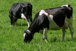 منح 5 أشخاص استدعاءات مباشرة بعدما حاولوا نحر و تسويق لحم  بقرة نافقة بتلمسان