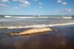 أمواج البحر تلفظ حوتا كبيرا بشاطيء سيدي ابراهيم بتيبازة