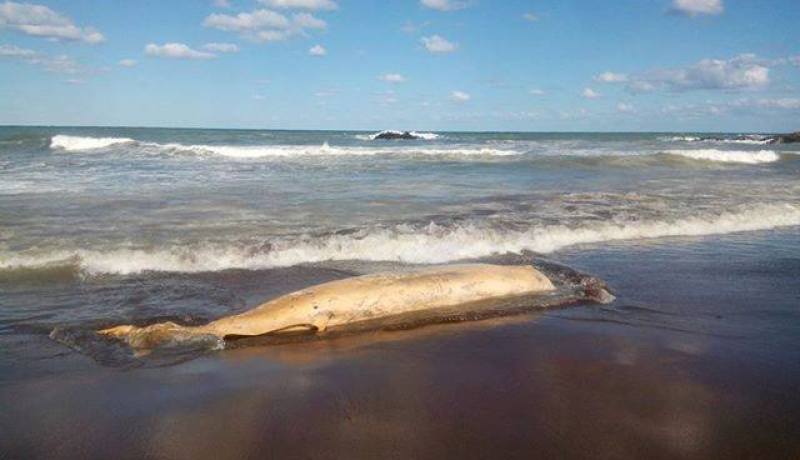 أمواج البحر تلفظ حوتا كبيرا بشاطيء سيدي ابراهيم بتيبازة