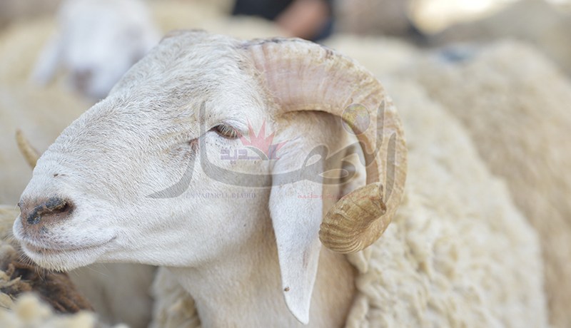 هذه هي نقاط بيع كباش العيد في العاصمة