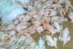 حجز 12 قنطارا من اللحوم البيضاء غير صالحة للاستهلاك كانت موجهة للبيع في سطيف