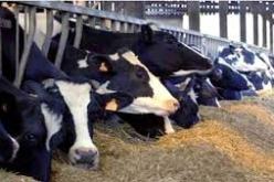 المفتشية البيطرية للبليدة تسجل ستة بؤر للحمى القلاعية