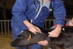 استلام 5 آلاف جرعة من اللقاح بقسنطينة لمكافحة الحمى القلاعية