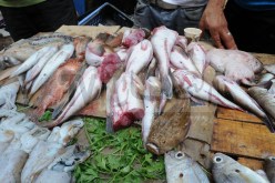 عنان.. أسعار الأسماك غير متكافئة مع القدرة الشرائية للمواطن