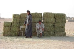 تكثيف الرقابة على الأعلاف والأغذية المحورة جينيا ضروري للحفاظ على صحة الانسان
