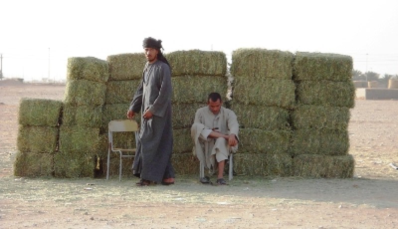 تكثيف الرقابة على الأعلاف والأغذية المحورة جينيا ضروري للحفاظ على صحة الانسان
