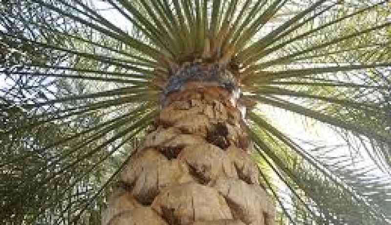 تلف 130 نخلة اثر حريق اندلع بحاسي القارة في غرداية