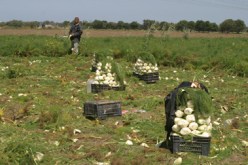 صندوق التعاون الفلاحي سيطلق تأمينات جديدة تخص المحاصيل الاستراتيجية